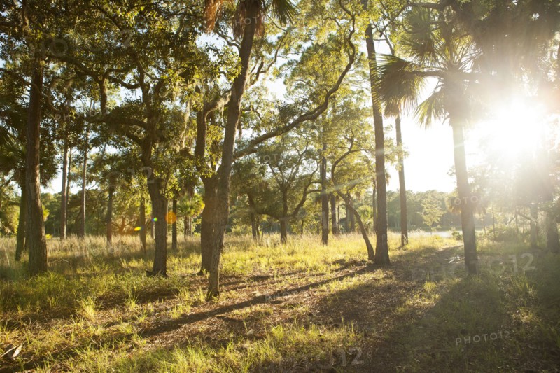 Trees with bright sun in background