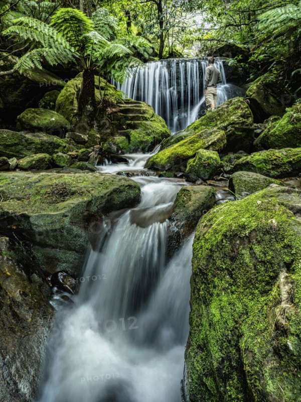 Australia, New South Wales, Katoomba, Leura Cascade in forest