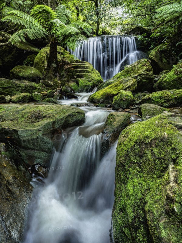 Australia, New South Wales, Katoomba, Leura Cascade in forest