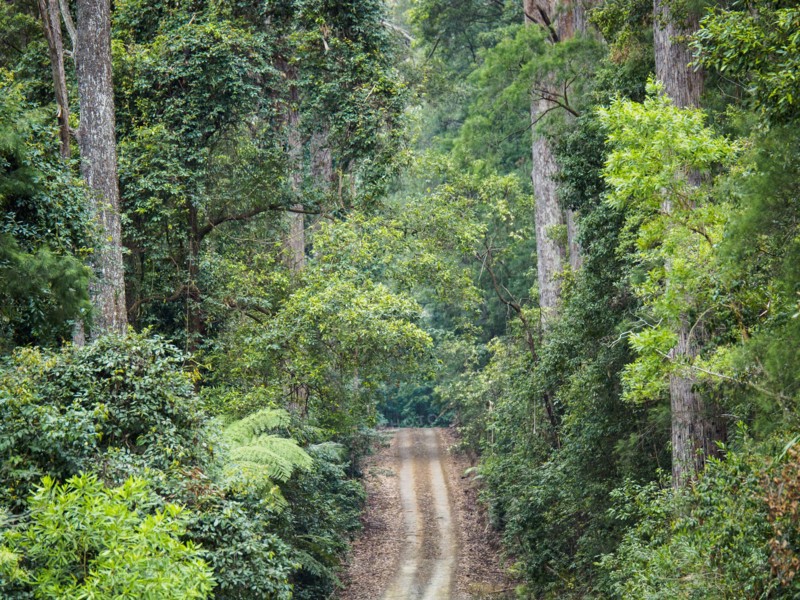 Australia, New South Wales, Port Macquarie, Dirt road in lush forest