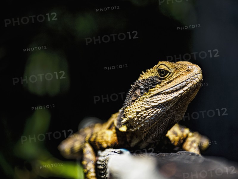 Australia, New South Wales, Port Macquarie, Portrait of lizard