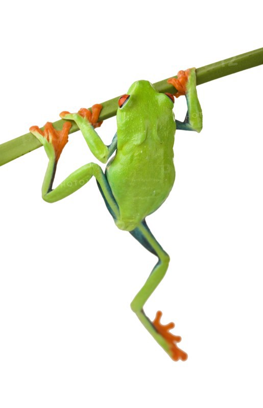 Tree frog hanging from branch.