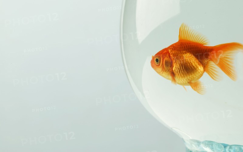 Goldfish (Carassius auratus) in fishbowl.