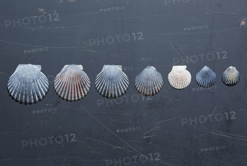 Seashells on dark surface