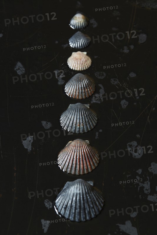 Seashells on dark surface