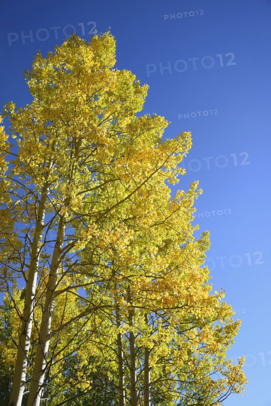 USA, Colorado, Kenosha Pass, Low angle view of autumn aspen trees against blue sky