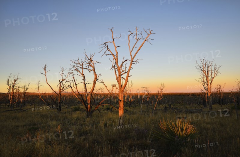 USA, Colorado, Mesa Verde National Park, Bare trees against sunset sky