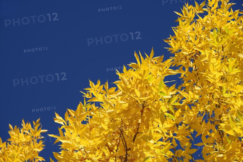 Low angle view of autumn tree branch against sky