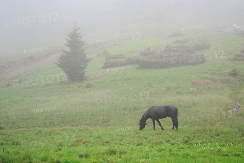 Ukraine, Zakarpattia, Rakhiv district, Carpathians, Black horse grazing in grass at dawn