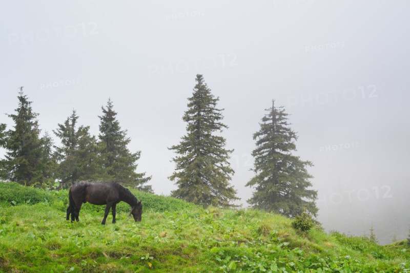 Ukraine, Zakarpattia, Rakhiv district, Carpathians, Maramures, Horse in mountain pasture