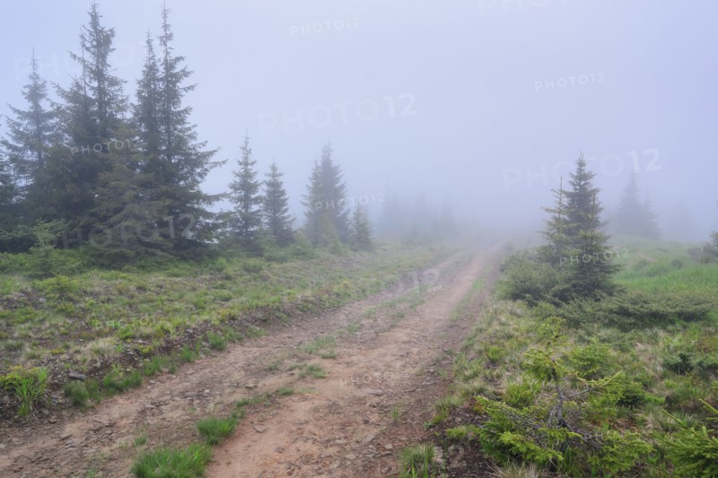 Ukraine, Zakarpattia, Rakhiv district, Carpathians, Maramures, Hiking trail in wilderness