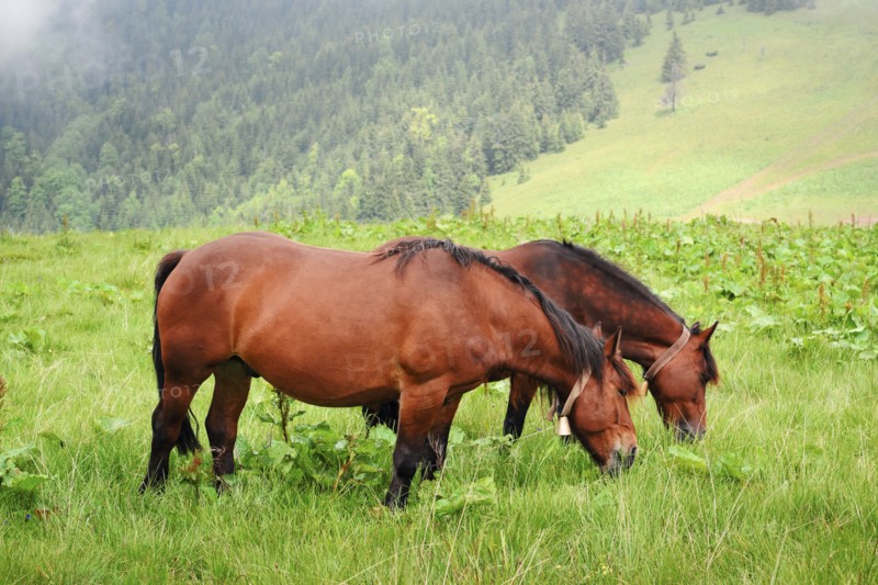Ukraine, Ivano-Frankivsk region, Verkhovyna district, Carpathians, Chernohora, Horses in mountain pasture