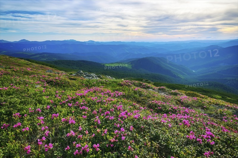 Ukraine, Ivano-Frankivsk region, Verkhovyna district, Carpathians, Chernohora, Pink flowers in mountain landscape