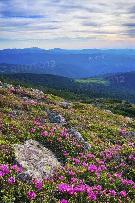 Ukraine, Ivano-Frankivsk region, Verkhovyna district, Carpathians, Chernohora, Mountain landscape on sunny day