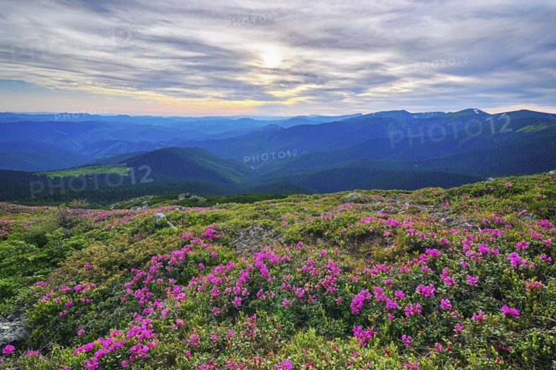 Ukraine, Ivano-Frankivsk region, Verkhovyna district, Carpathians, Chernohora, Pink flowers in mountain landscape