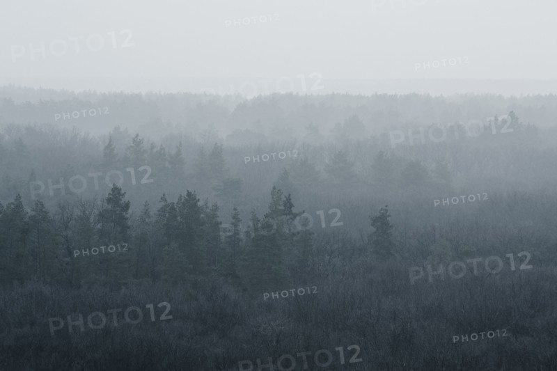 Ukraine, Dnepropetrovsk region, Novomoskovsk district, Forest covered in fog