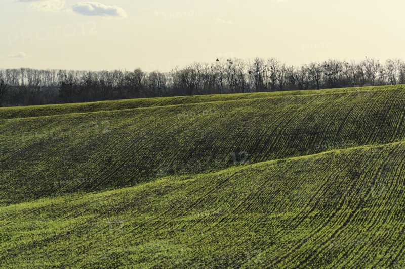 Ukraine, Dnepropetrovsk region, Novomoskovsk district, Green fields