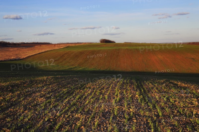 Ukraine, Dnepropetrovsk region, Novomoskovsk district, Plants growing in field