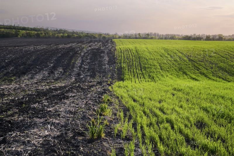 Ukraine, Dnepropetrovsk region, Novomoskovsk district, Agricultural fields