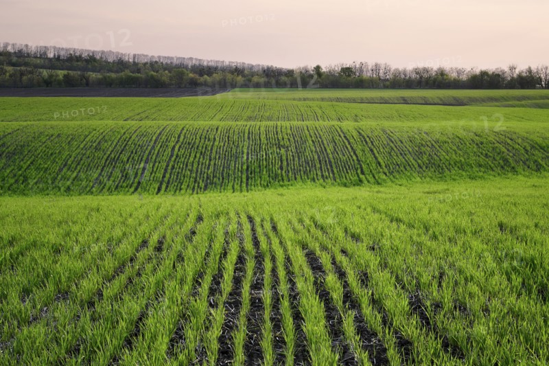 Ukraine, Dnepropetrovsk region, Novomoskovsk district, Plants growing in field