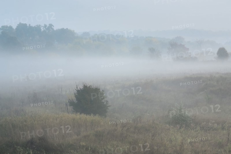 Ukraine, Dnepropetrovsk region, Novomoskovsk district, Fog covering meadow