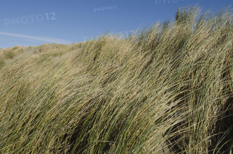 Sea grass and clear sky
