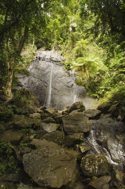 Puerto Rico,  El Yunque National Forest, Coca Falls in forest