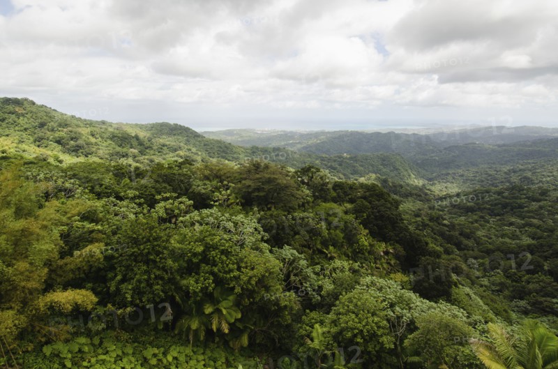 Puerto Rico,  El Yunque National Forest, Green landscape