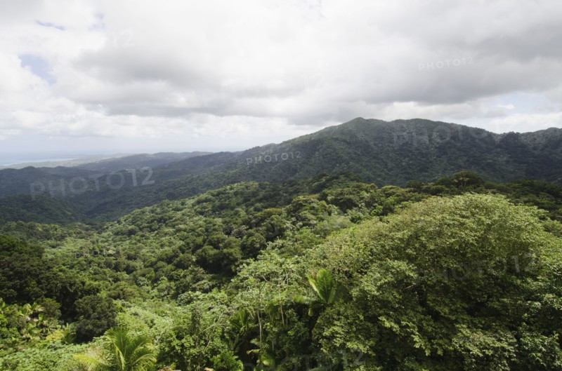 Puerto Rico,  El Yunque National Forest, Green landscape