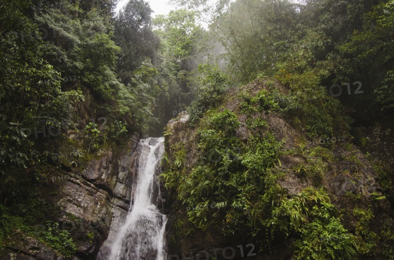 Puerto Rico,  El Yunque National Forest, La Mina Falls in forest