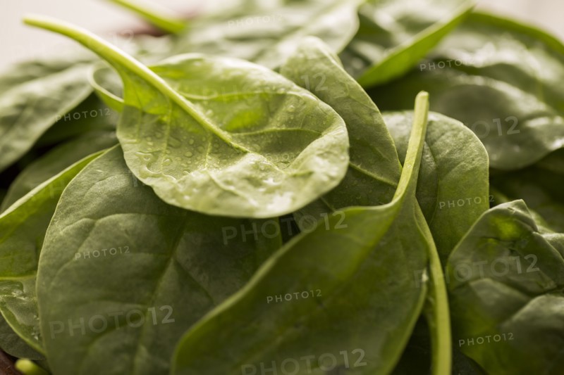 Close-up of spinach leaves