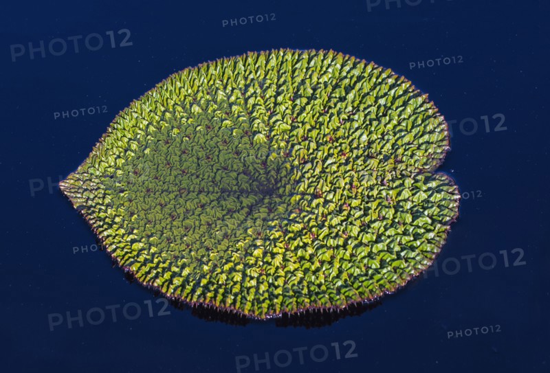 Leaf of prickly water lily (Euryale ferox) on water