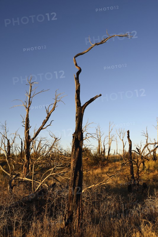 USA, Colorado, Burnt trees on Wetherill Mesa in Mesa Verde National Park