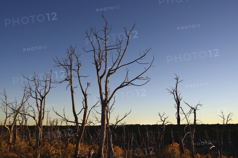 USA, Colorado, Burnt trees on Wetherill Mesa in Mesa Verde National Park