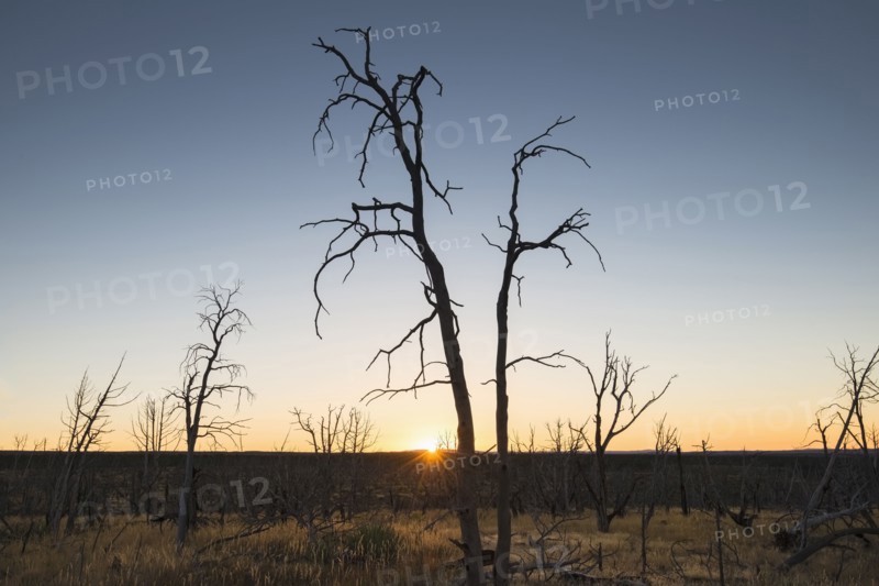 USA, Colorado, Burnt trees on Chapin Mesa in Mesa Verde National Park at sunrise
