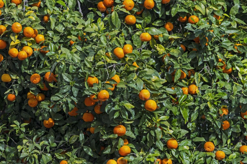 Orange tree with fruits