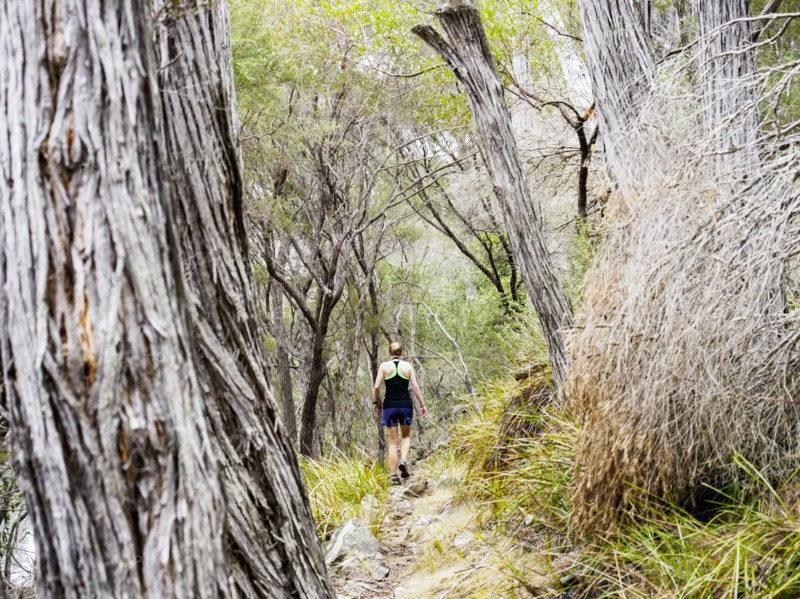 Rear view of  hiker walking in forest