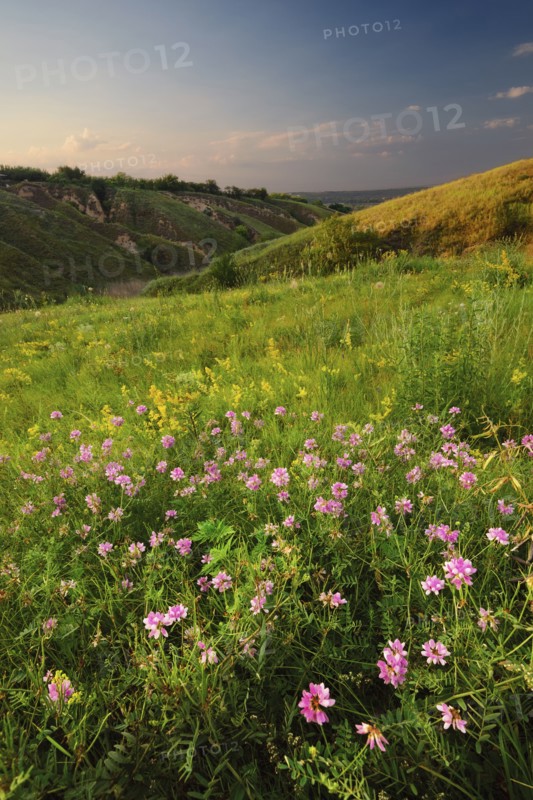 Ukraine, Dnepropetrovsk, Meadow with pink flowers