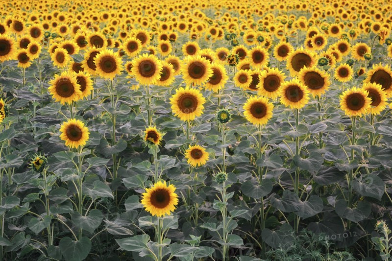 Sunflower field