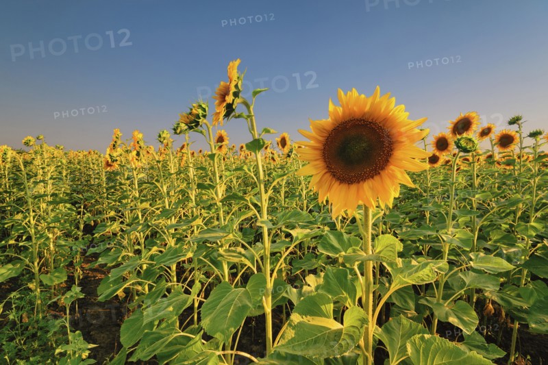 Sunflower field