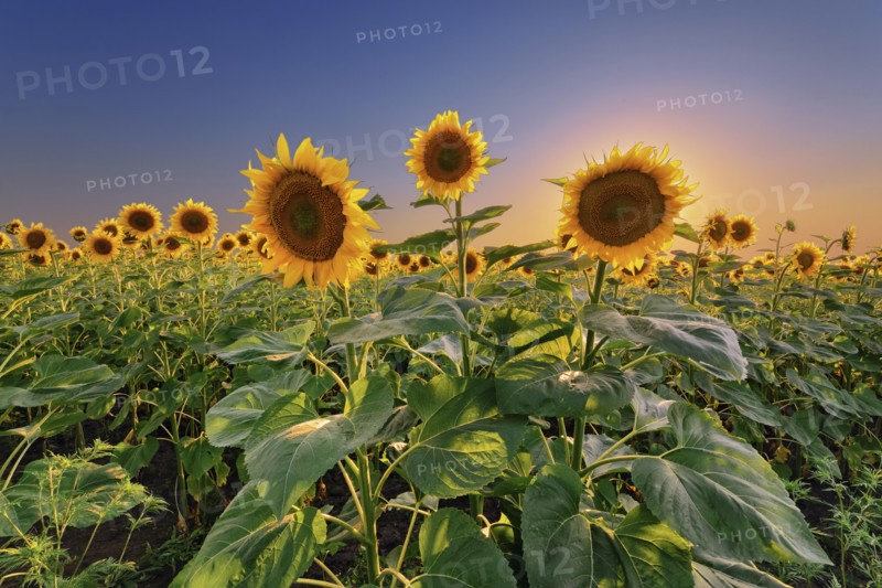 Sunflower field at sunset