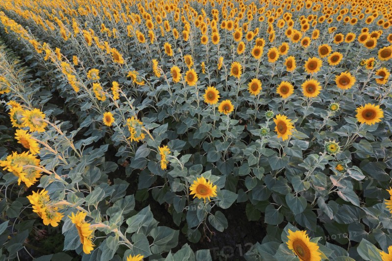 High angle view of sunflower field