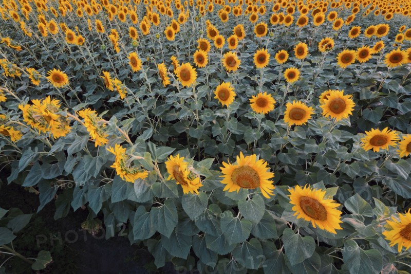 High angle view of sunflower field