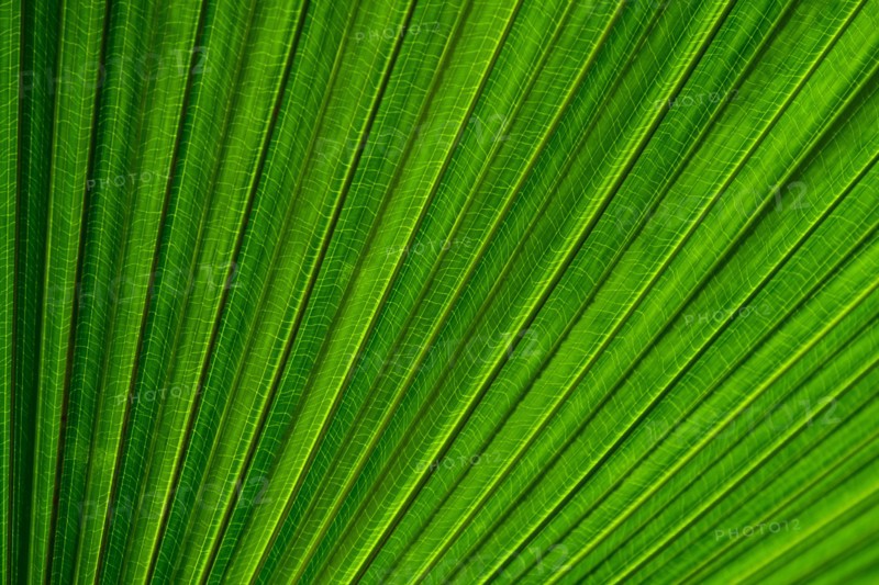 Close-up of palm leaf