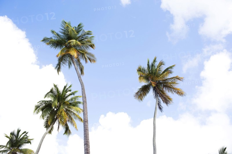 Low angle view of palms