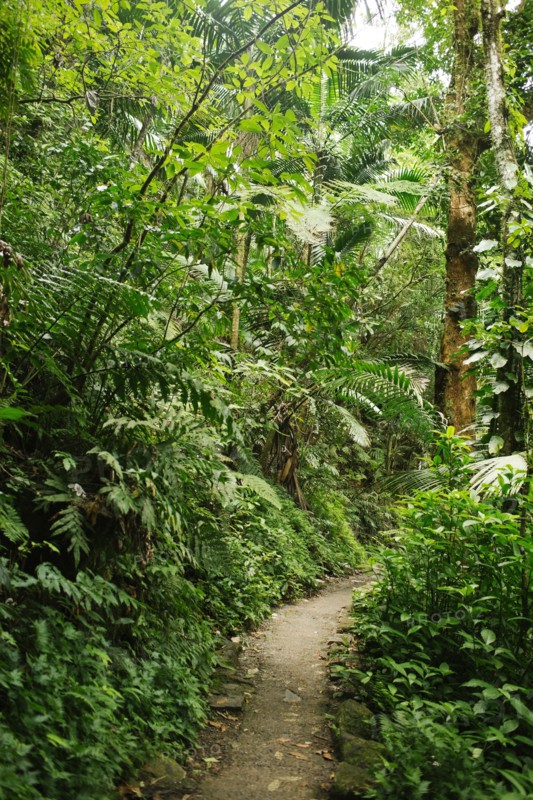 Caribbean Islands, Saint Lucia, Path in tropical forest