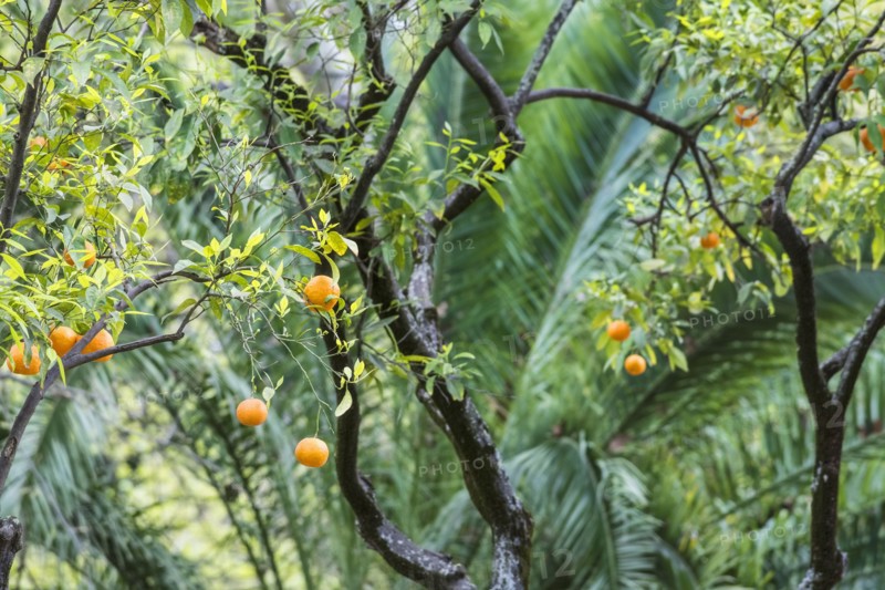 Close up of fruit tree