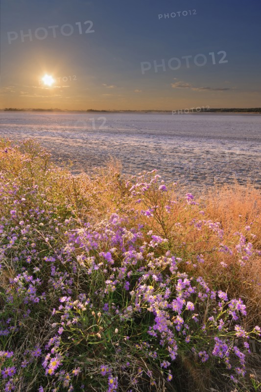 Ukraine, Dnepropetrovsk Region, Novomoskovskiy District, Lake Soleniy Lyman, Purple flowers by desert at sunset