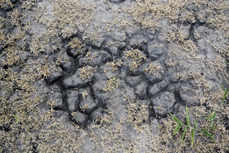 Ukraine, Dnepropetrovsk Region, Novomoskovskiy District, Lake Soleniy Lyman, Overhead view of plants and soil