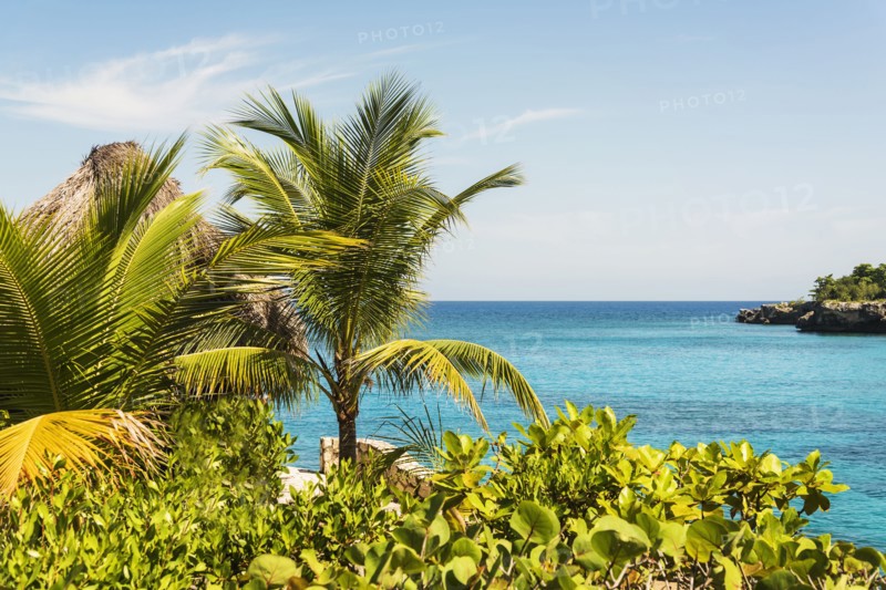 Jamaica, Negril, Palm trees against seascape